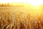 افزایش تولید گندم در واحد سطح با مشارکت کشاورزان